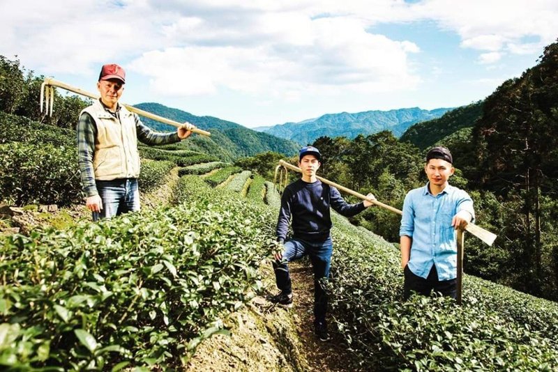包种茶品评一级(台中班) - 其他 - 其他材质