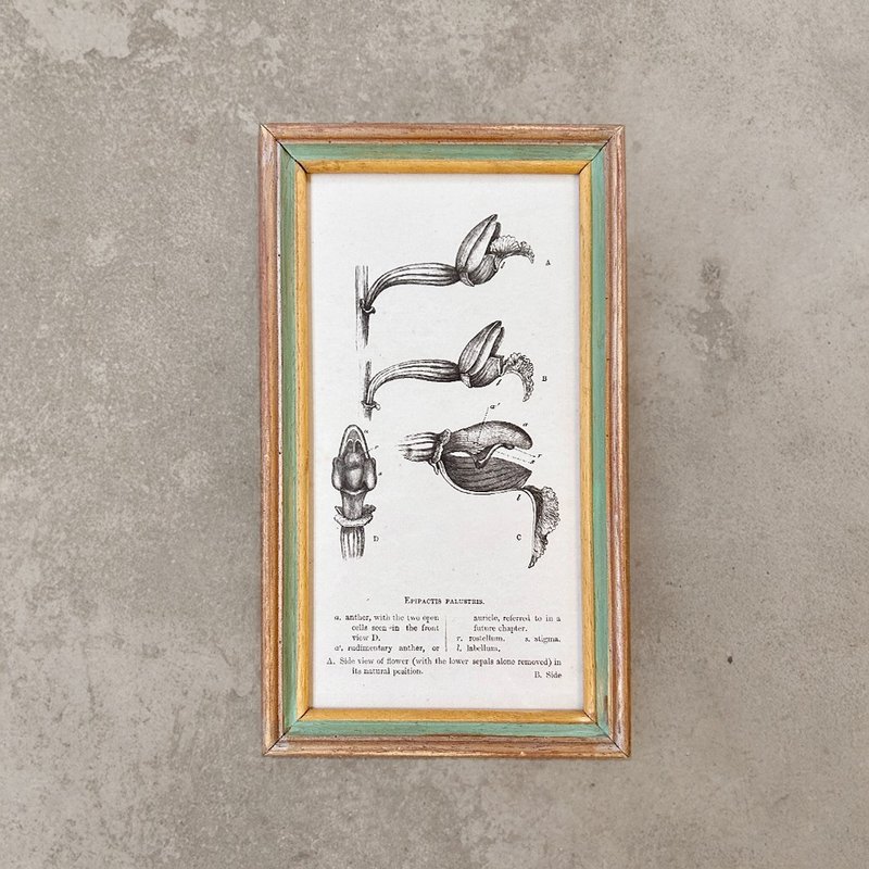 【 山人-压箱品 】独一无二复古画-沼泽兰 Epipactis palustris - 海报/装饰画/版画 - 木头