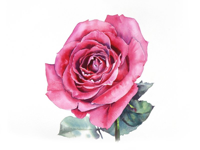 Pink rose original watercolor painting by artist Irina Zhunaeva - 墙贴/壁贴 - 纸 粉红色