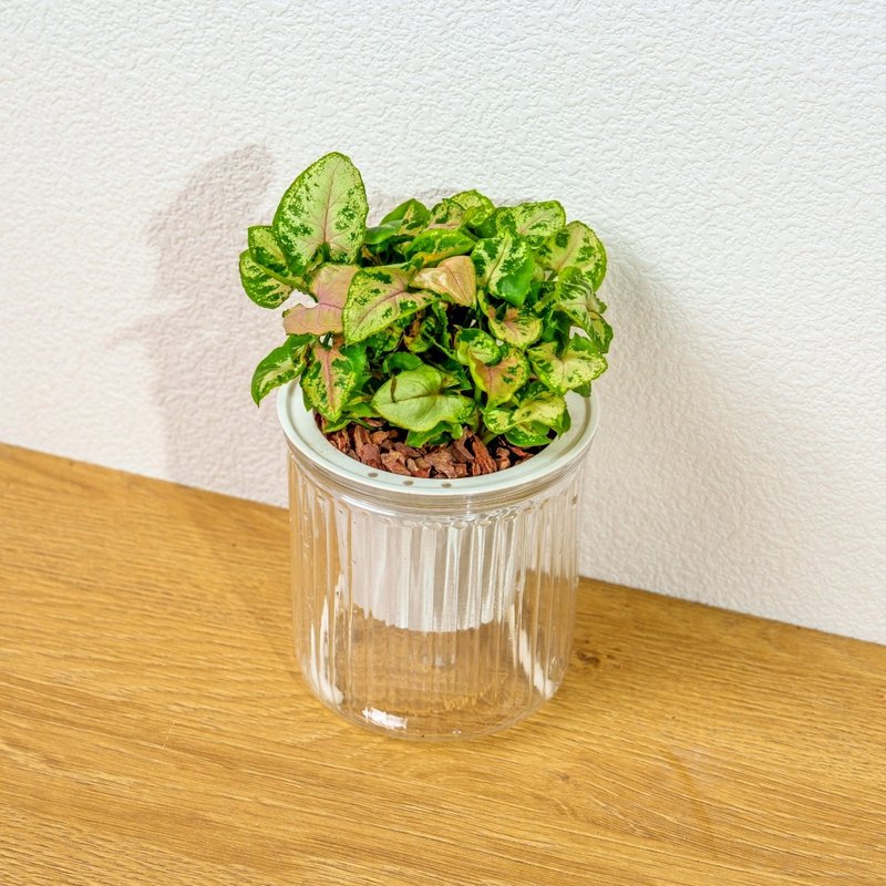 圣诞合果芋 免浇水盆栽 室内植物 观叶植物 礼物 盆栽 办公室小物 - 植栽/盆栽 - 陶 透明