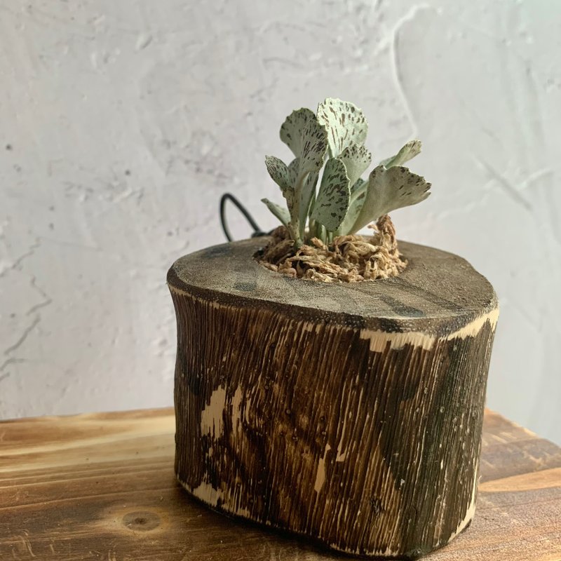 手工木作设计 盆栽摆饰 多肉植物 巧克力脆片 雀扇 - 植栽/盆栽 - 木头