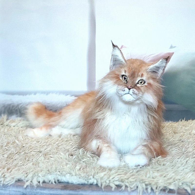 缅因猫逼真猫艺术娃娃 OOAK 人造毛绒动物毛绒毛绒玩具 - 玩偶/公仔 - 其他材质 橘色