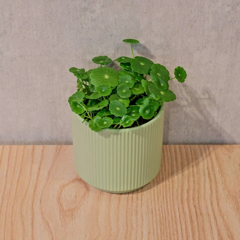 钱币草 莫兰迪色系直纹陶盆 室内植物 观叶植物 礼物 盆栽 - 植栽/盆栽 - 植物.花 绿色