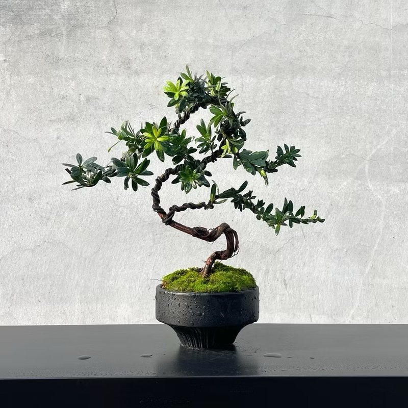 小品盆栽-珍珠罗汉松 原株无嫁接 盆景 - 植栽/盆栽 - 植物.花