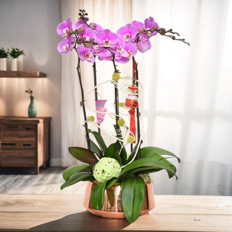 格兰花店 - 恭贺新禧 大花安娜蝴蝶兰5棵 (GF00027) - 植栽/盆栽 - 植物.花