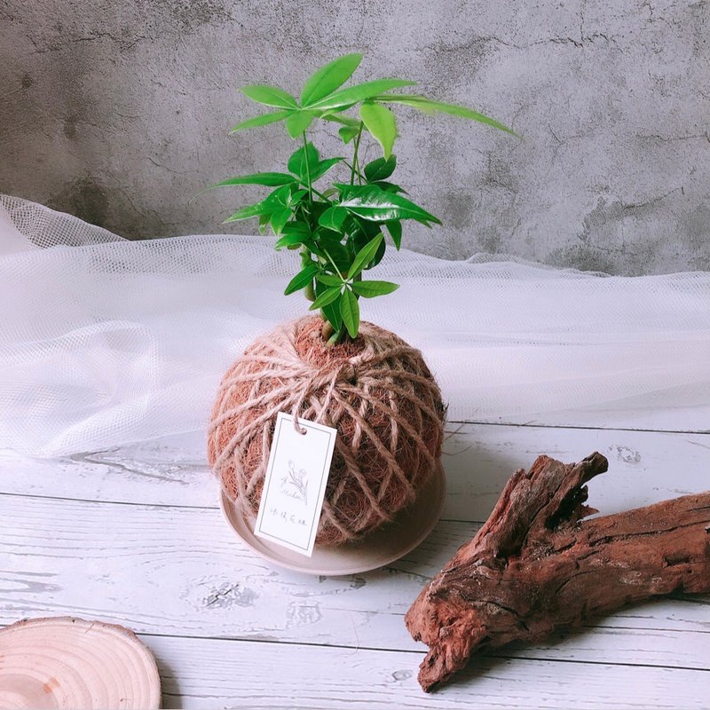 小苔球 发财树 植栽 - 植栽/盆栽 - 植物.花