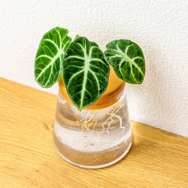 忍者观音莲 三角水耕盆栽 室内植物 观叶植物 礼物 水培 桌上盆栽 - 植栽/盆栽 - 植物.花 透明