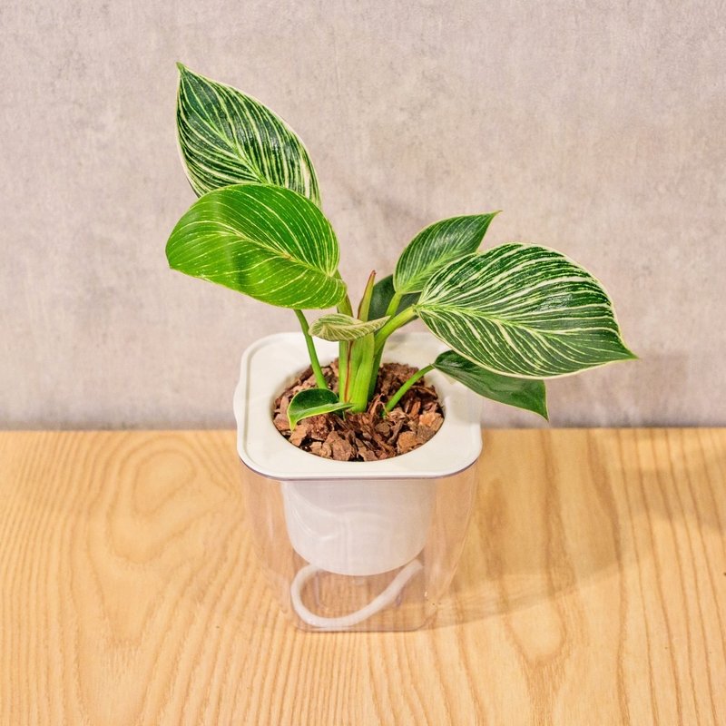 铂金蔓绿绒 免浇水方形盆栽 室内植物 观叶植物 礼物 盆栽 - 植栽/盆栽 - 植物.花