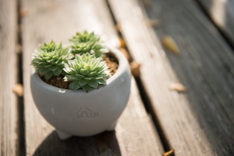 水泥器皿 / 小圆 - 植栽/盆栽 - 水泥 灰色