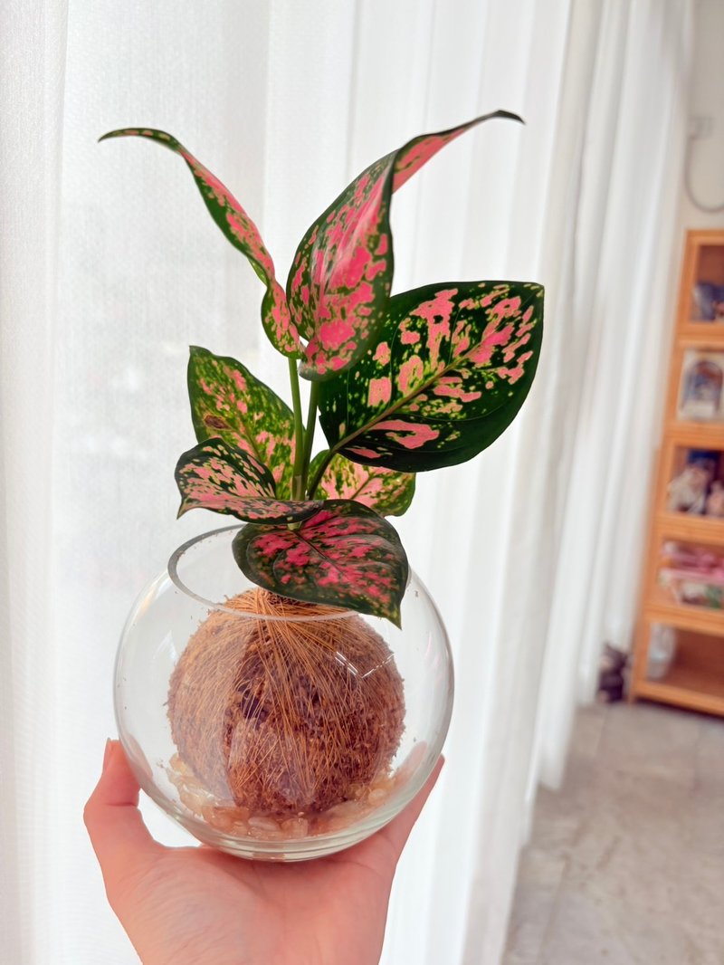 【体验活动】Vita Design植物水苔球X水晶碎石 亲子 企业团体课程 - 植栽 - 玻璃