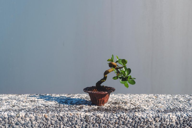 迷你牛港刺盆栽 迷你植栽 牛港刺豆盆栽配手工盆 送礼盆栽 文人树 - 植栽/盆栽 - 植物.花 绿色
