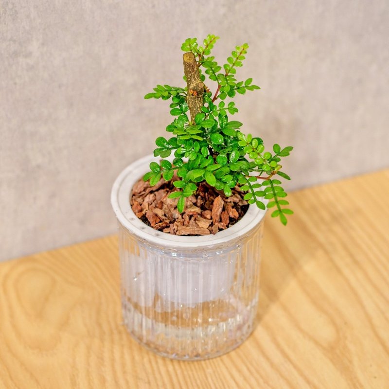胡椒木  免浇水盆栽 室内植物 观叶植物  礼物 办公室小物 - 植栽/盆栽 - 植物.花