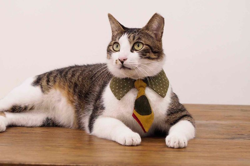 新竹手作体验课程—毛小孩项圈/宠物项圈 领带款 - 编织/羊毛毡/布艺 - 棉.麻