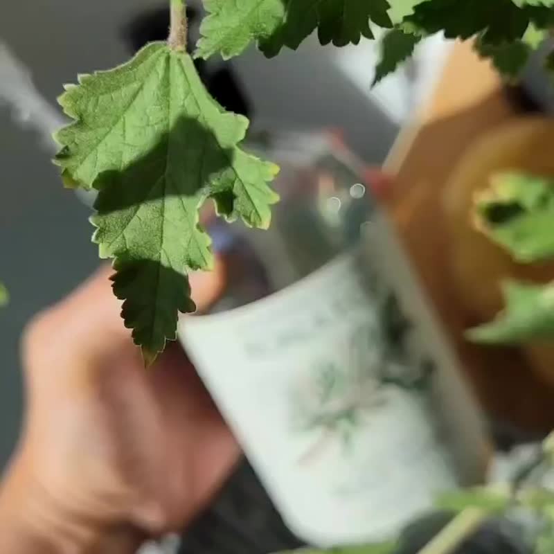 澳洲科菈Koala Eco. 纯净沐浴露500ml - 沐浴用品 - 塑料 绿色