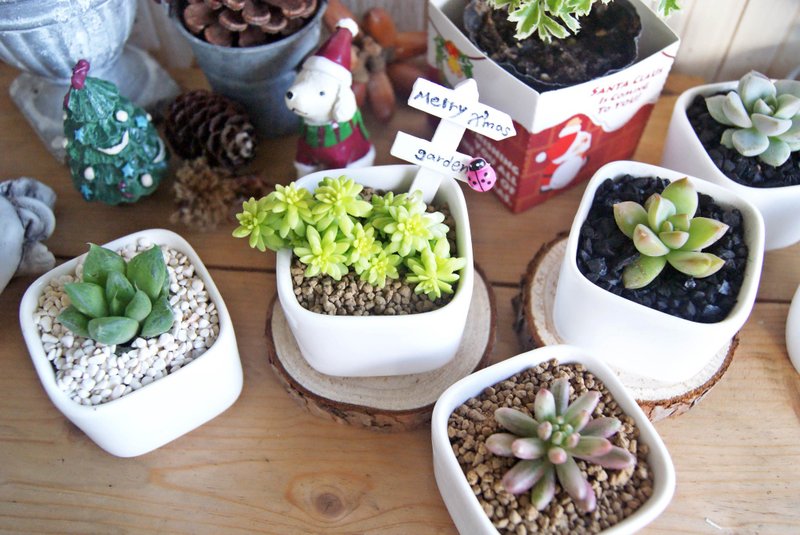 圣诞节交换礼物> 百元入手--白方瓷可爱多肉植栽--好疗郁 - 植栽/盆栽 - 植物．花 