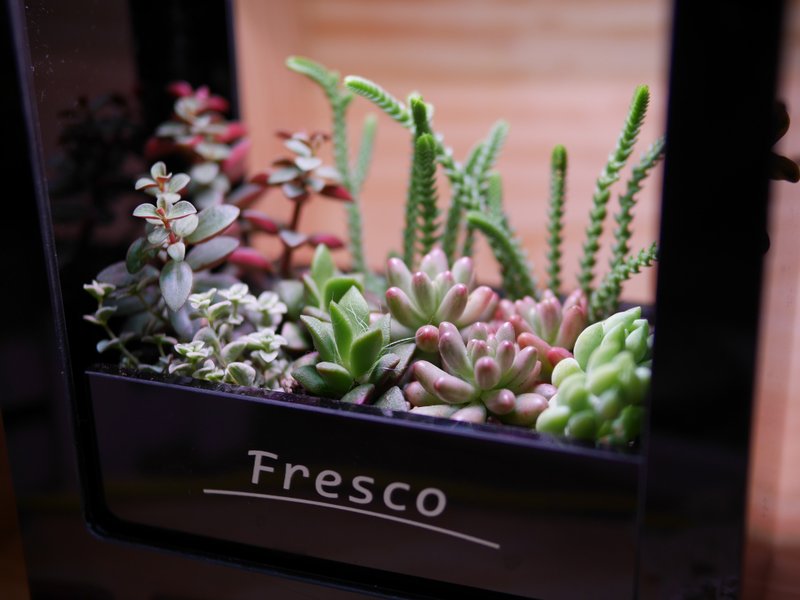 Mini Garden LED迷你植物灯- Modern - 灯具/灯饰 - 压克力 黑色