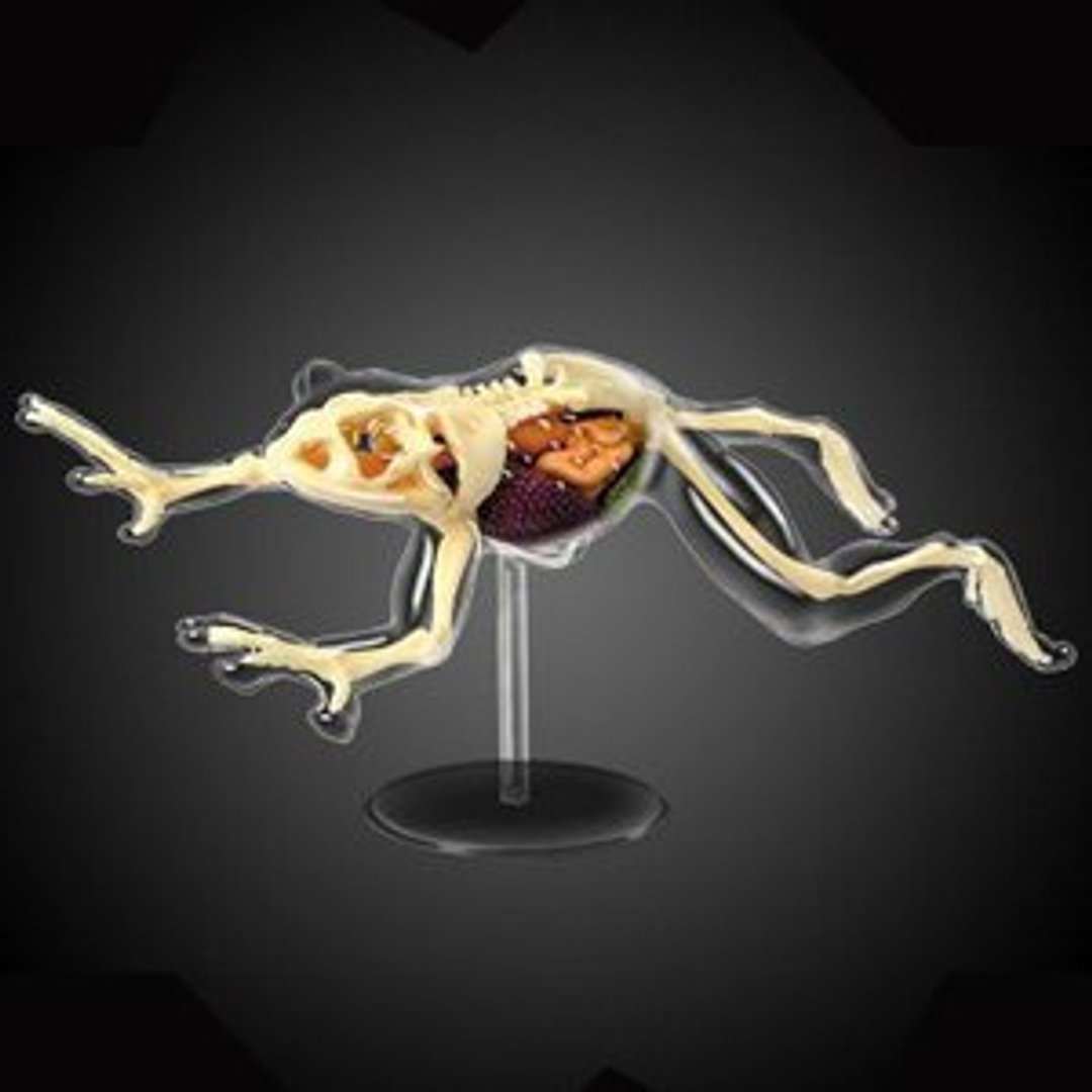 4D Master - 4D组合模型动物系列(透视青蛙) - 其他 - 塑料 