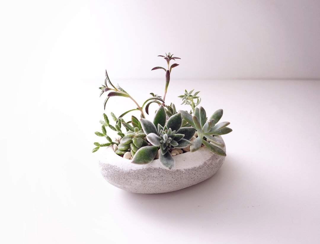 〈鹅卵石植栽组〉多肉植物 水泥 盆栽 雪白 丰饶 质朴 手作 器皿 容器 储物盒 造型 自然 简单 柔和饱满 - 植栽/盆栽 - 水泥 白色