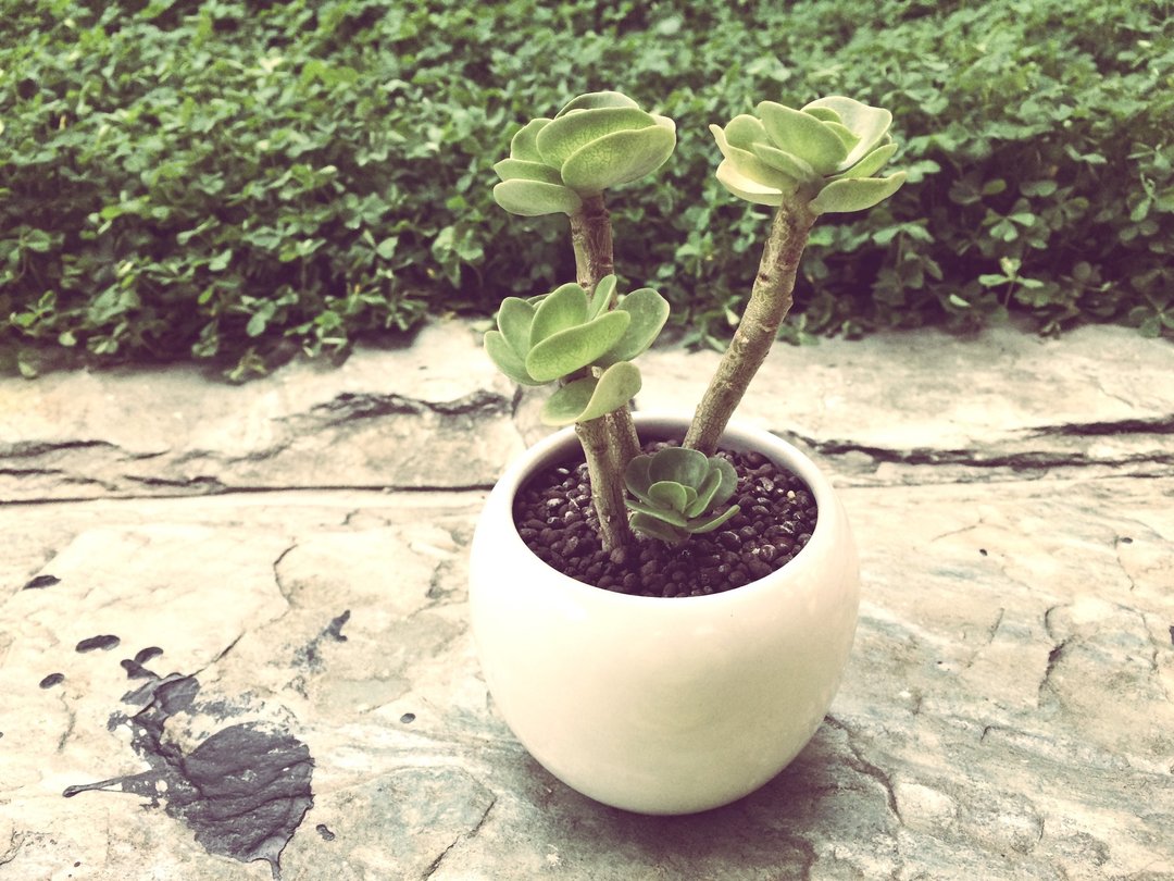 (盆栽) 圆叶古木 The Old Time (多肉植物 疗愈 办公小物) - 植栽/盆栽 - 其他材质 咖啡色