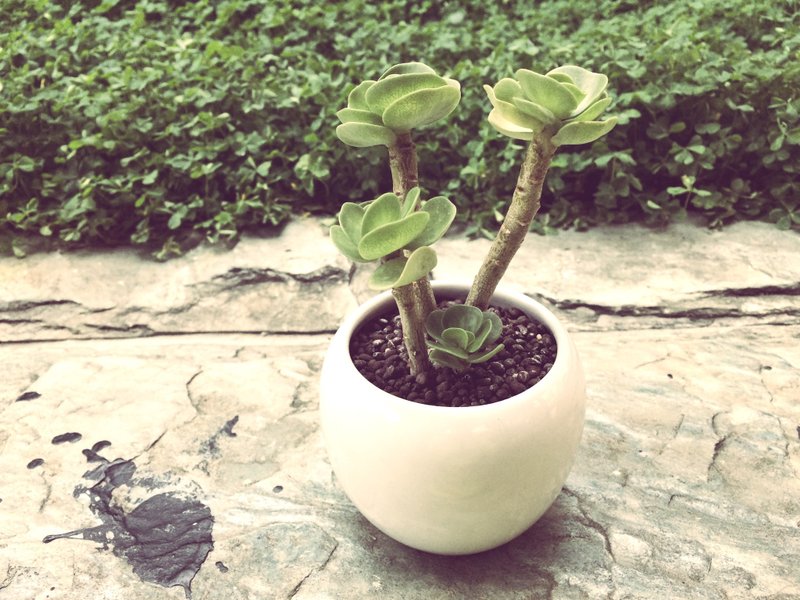 (盆栽) 圆叶古木 The Old Time (多肉植物 疗愈 办公小物) - 植栽/盆栽 - 其他材质 咖啡色