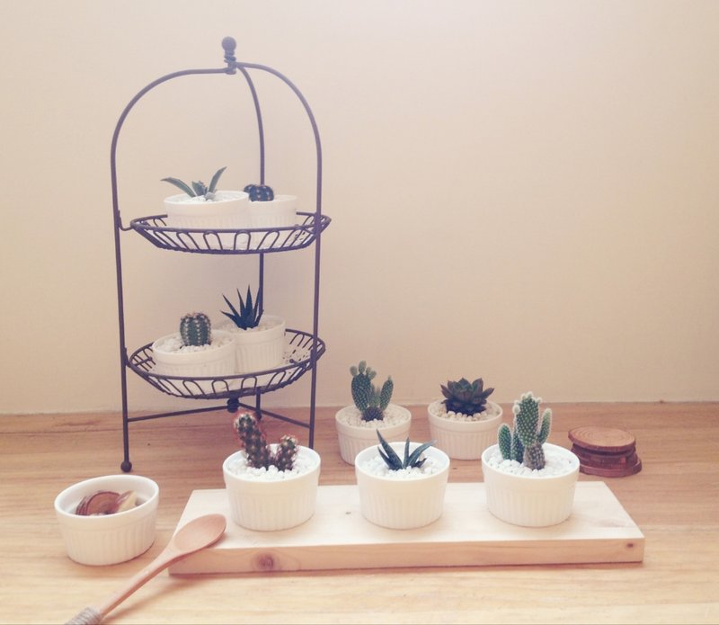 [盆栽] 姐妹们的聚会 Lady Party (多肉植物 仙人掌) - 植栽/盆栽 - 其他材质 白色