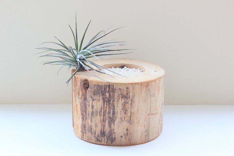 记忆美好_杉木空气凤梨 - 植栽/盆栽 - 植物．花 绿色