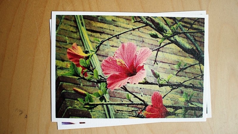 OldNew Lady-摄影明信片【扶桑花】 M6 - 卡片/明信片 - 纸 红色