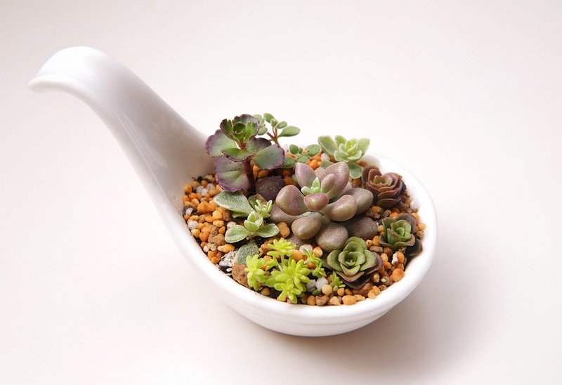 〈一匙多肉〉多肉植物 瓷器 汤匙 盆栽 缤纷  < A spoonful of meat > Succulents - 植栽/盆栽 - 其他材质 多色