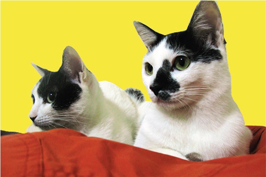 猫咪姊妹明信片套卡（八张一套） - 卡片/明信片 - 纸 