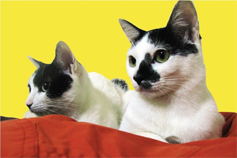 猫咪姊妹明信片套卡（八张一套） - 卡片/明信片 - 纸 