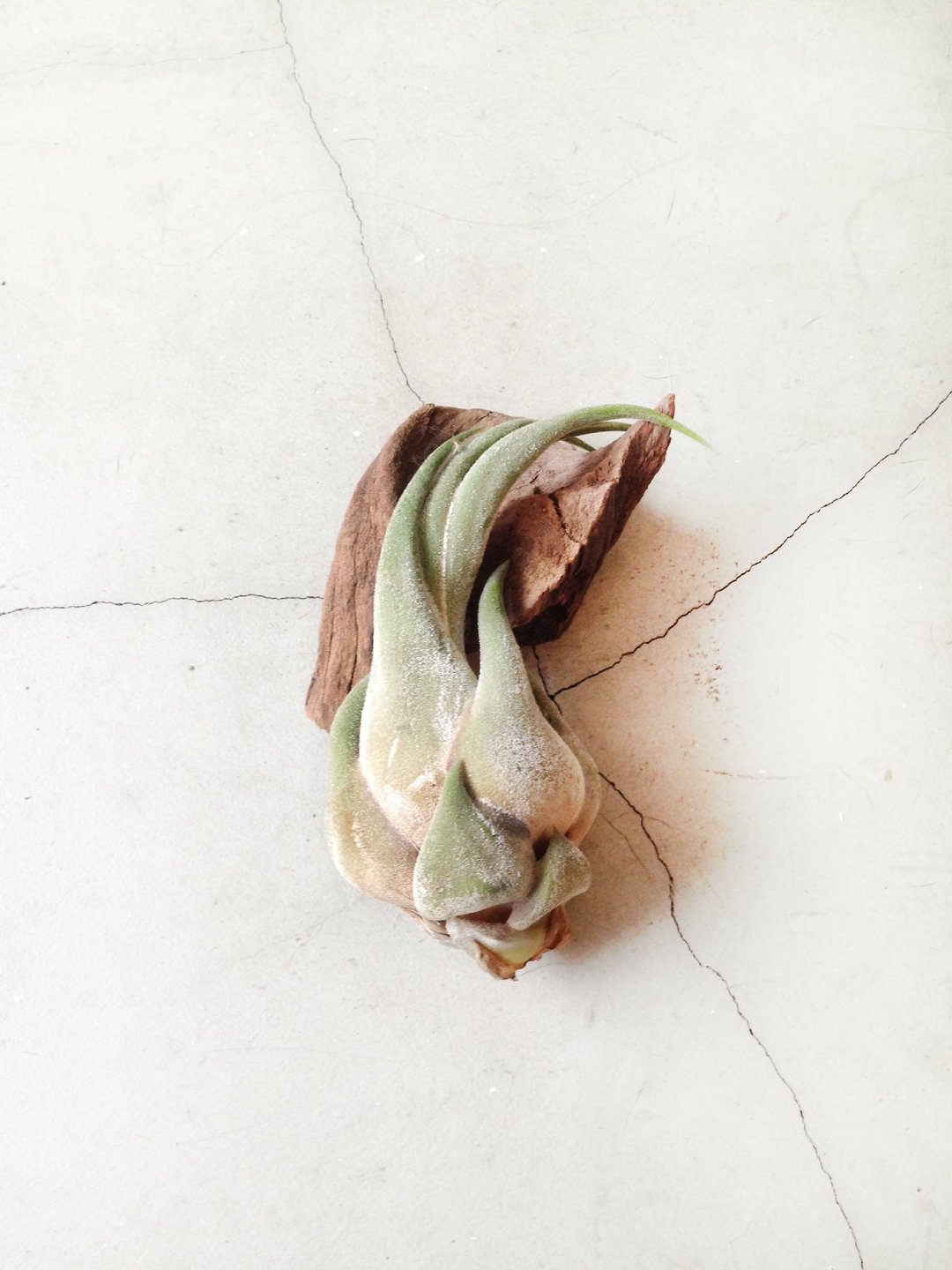 ◥限定品-胖华丽女王：Tillandsia seleriana大型犀牛角空气凤梨x漂流木组合植栽 - 植栽/盆栽 - 植物．花 金色