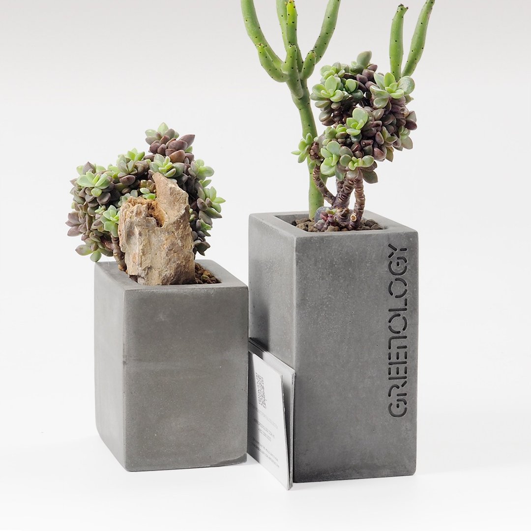 Greenology 水泥书立套装 - 植栽/盆栽 - 水泥 灰色