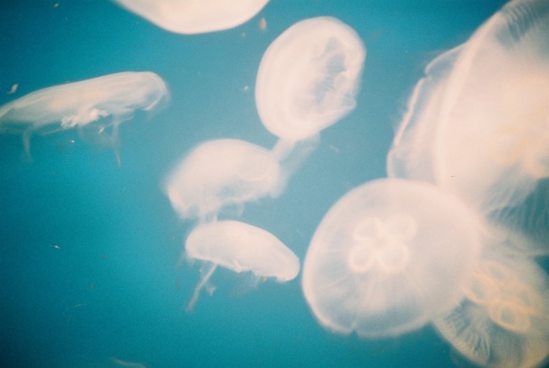 水里的小精灵_明信片 - 卡片/明信片 - 纸 蓝色