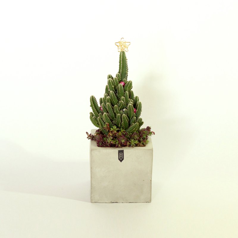 【圣诞限定款】Square-方形水泥盆 多肉植物组盆 - 植栽/盆栽 - 水泥 绿色