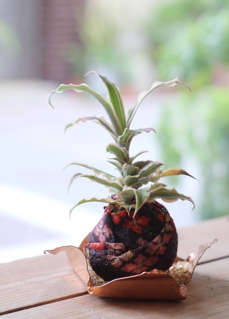花布水苔球 ♂ 植栽 - 植栽/盆栽 - 其他材质 咖啡色