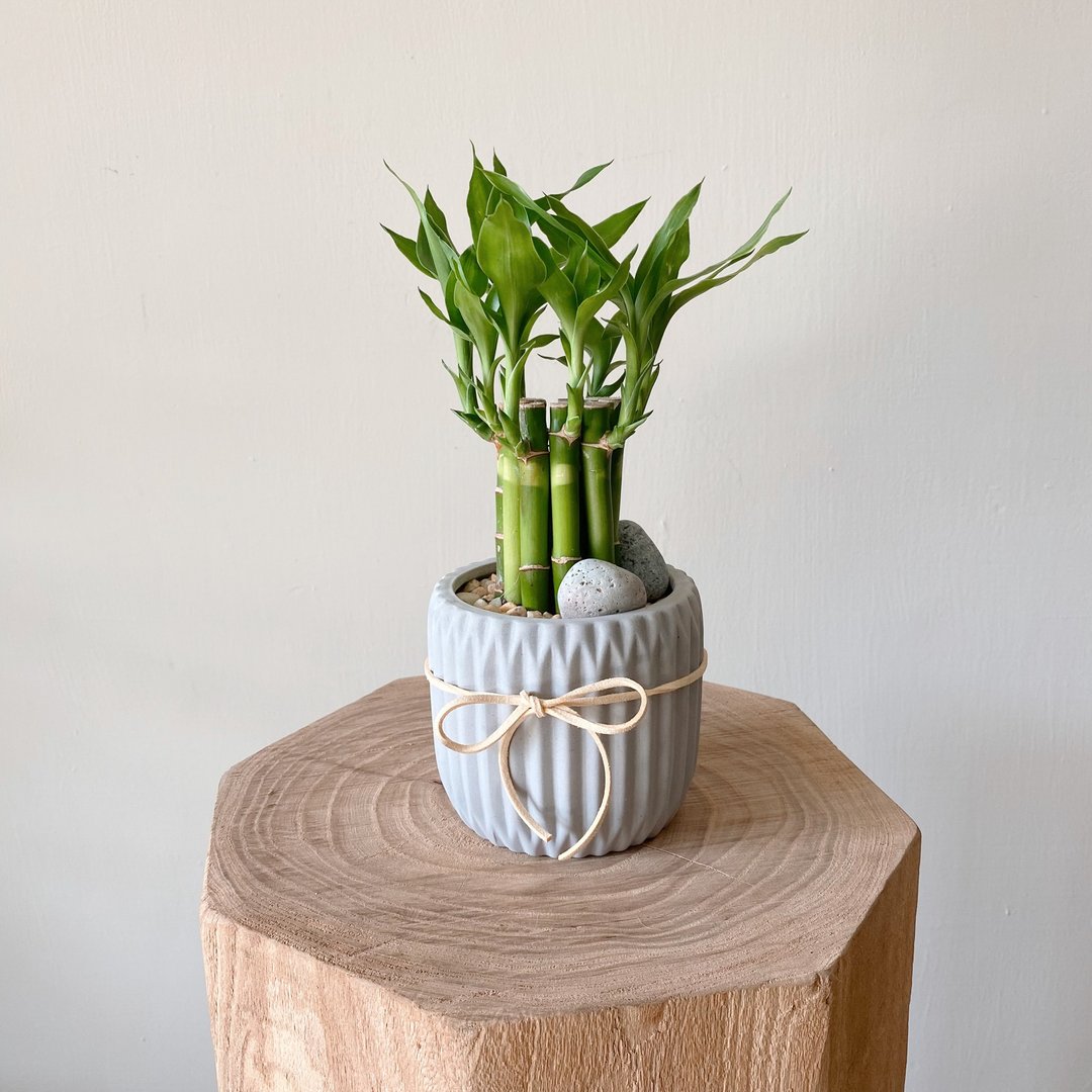 开运竹 办公室植栽 步步高升 桌上型植栽 好养 净化空气 - 植栽/盆栽 - 植物．花 绿色