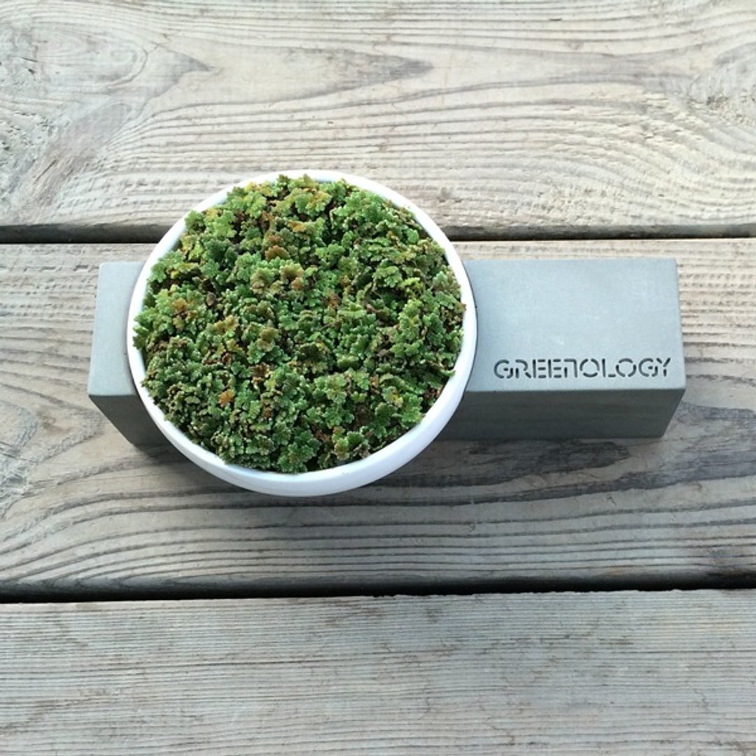 Greenology 悬垂设计陶瓷花器配水泥底座 - 植栽/盆栽 - 水泥 灰色