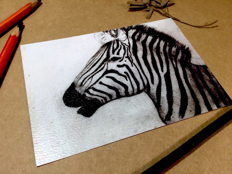 Zebra－明信片 - 卡片/明信片 - 纸 黑色