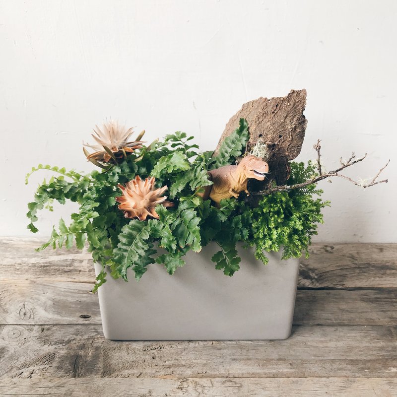 侏罗纪 蕨类 室内开幕植栽 - 植栽/盆栽 - 植物．花 绿色