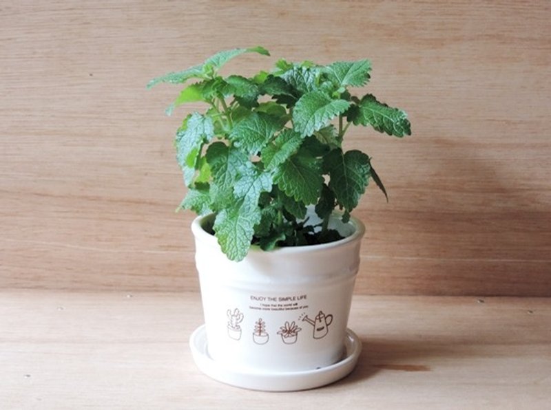 香草植物 · 香蜂草 - 植栽/盆栽 - 植物．花 