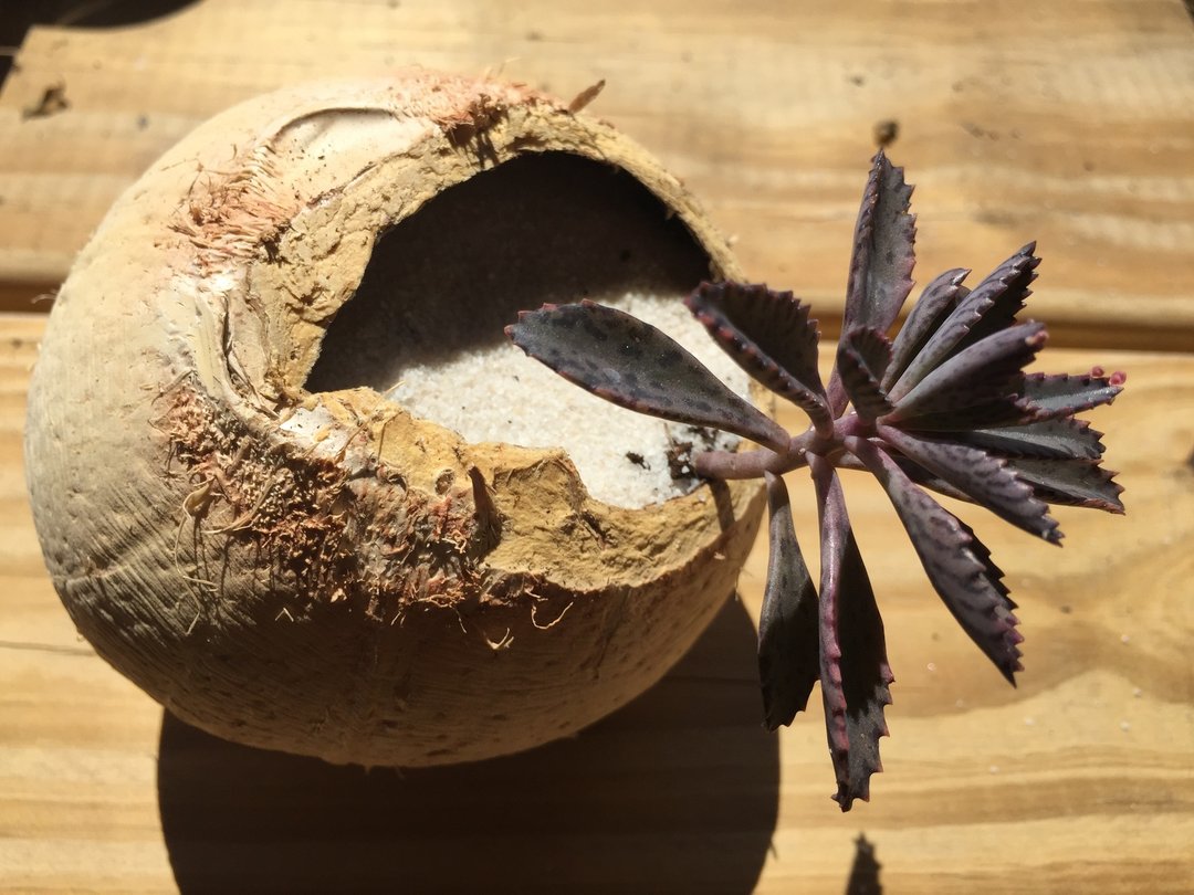 ［纯自然］ diy组 椰壳 盆栽 海岛风 椰子树 多肉 植物 送礼 疗愈 小物 - 植栽/盆栽 - 植物．花 绿色
