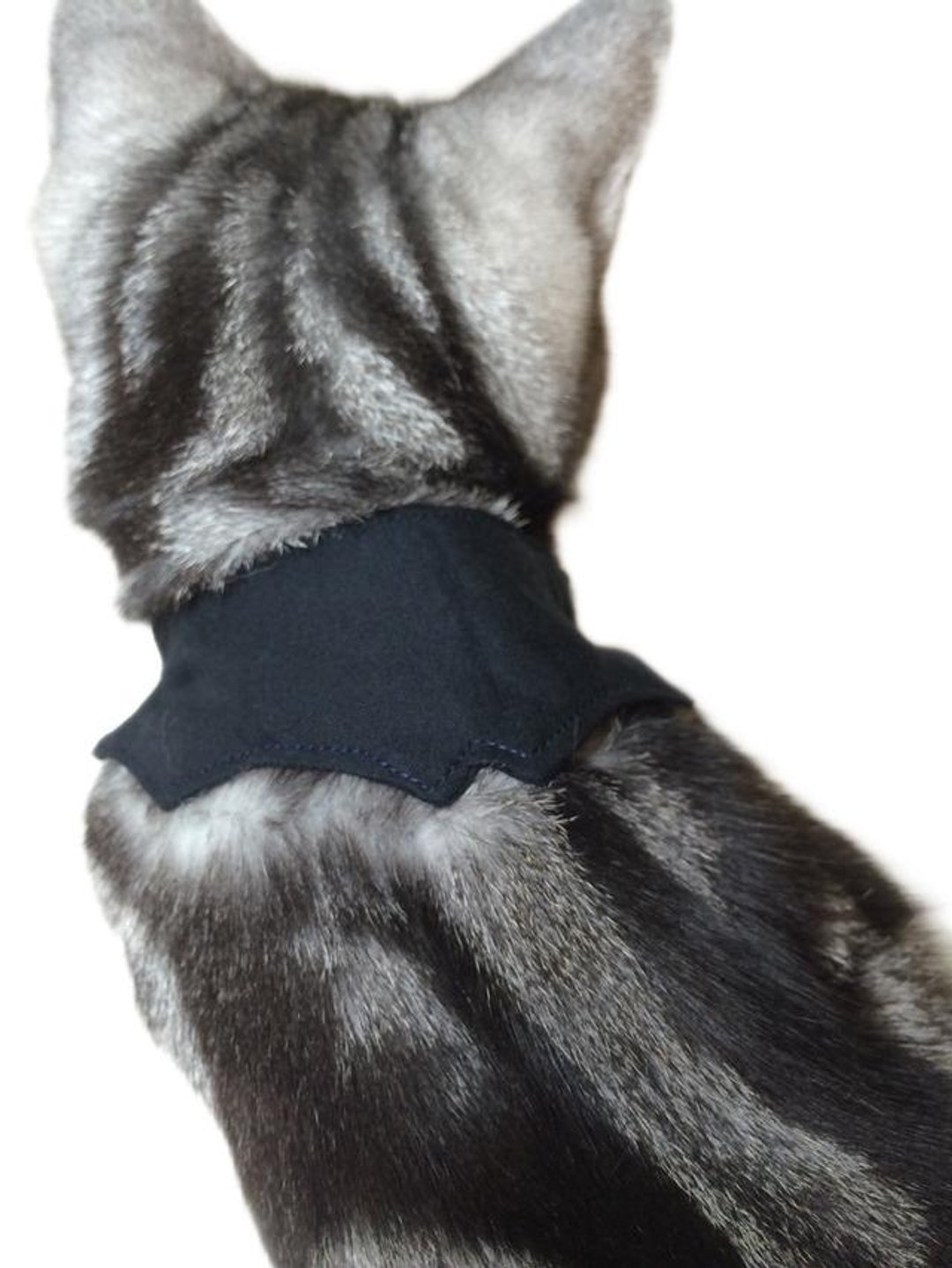 Bat-style collar for cats for Halloween No horn cans From kittens to adult cats - 玩具 - 棉 黑色