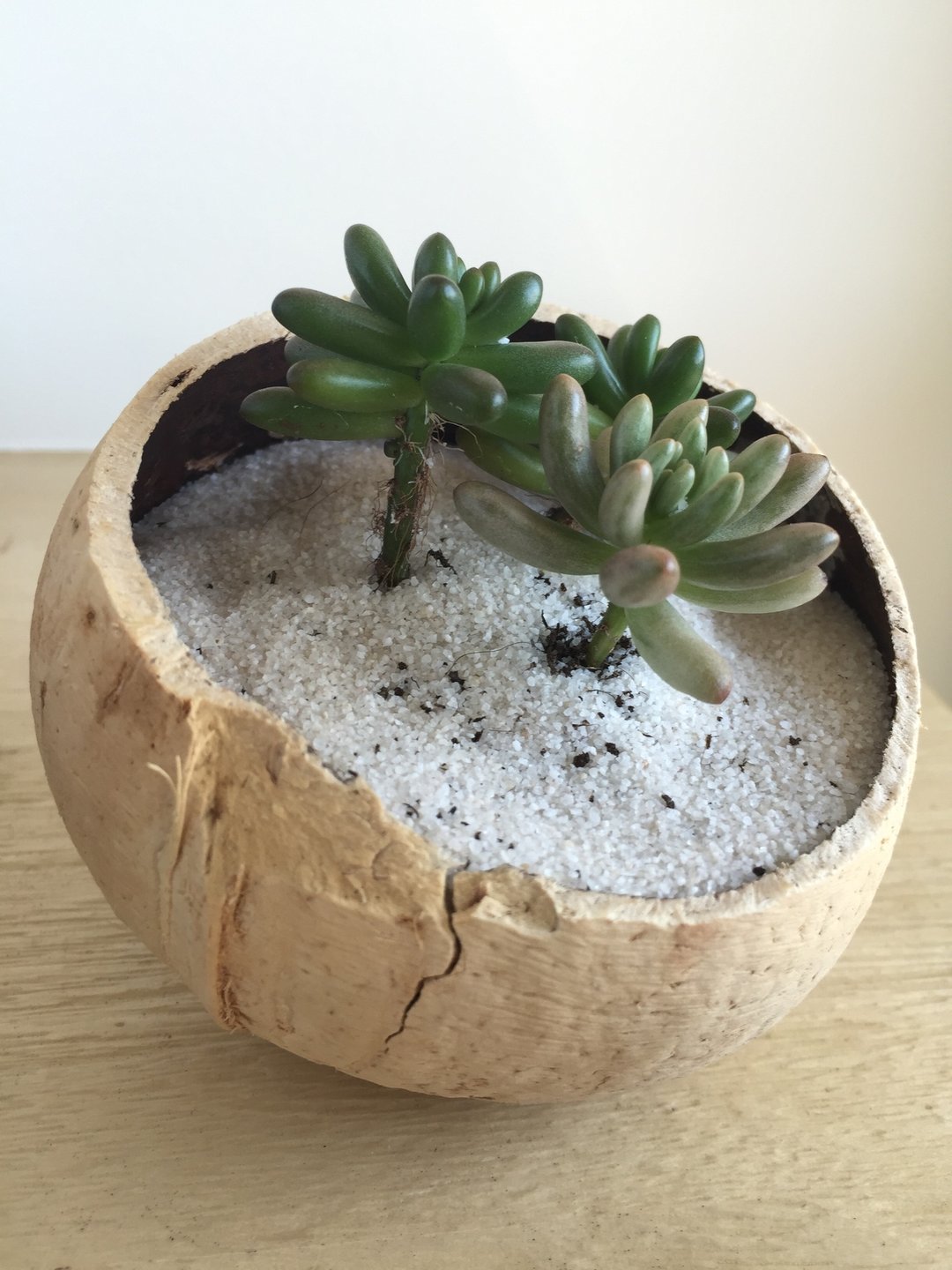［纯自然］ diy 椰壳 盆栽 海岛风 多肉群 多肉 植物 送礼 疗愈 小物 - 植栽/盆栽 - 植物．花 绿色