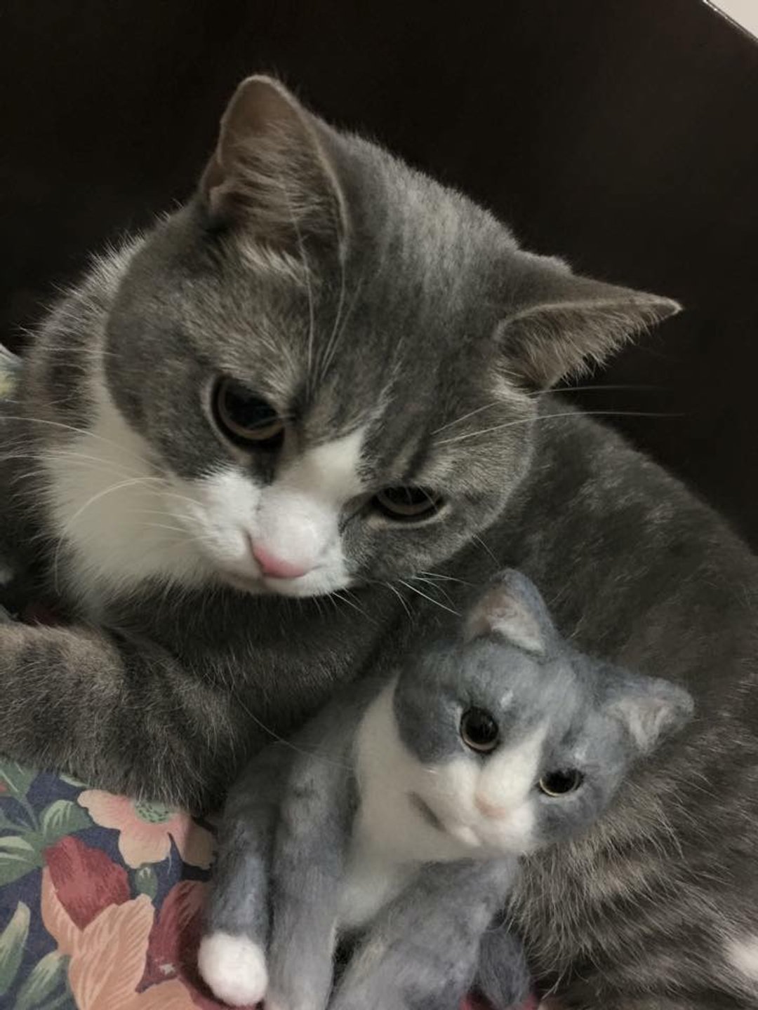 ☆ 羊毛毡 拟真猫猫 ☆ (定制化) - 其他 - 羊毛 多色