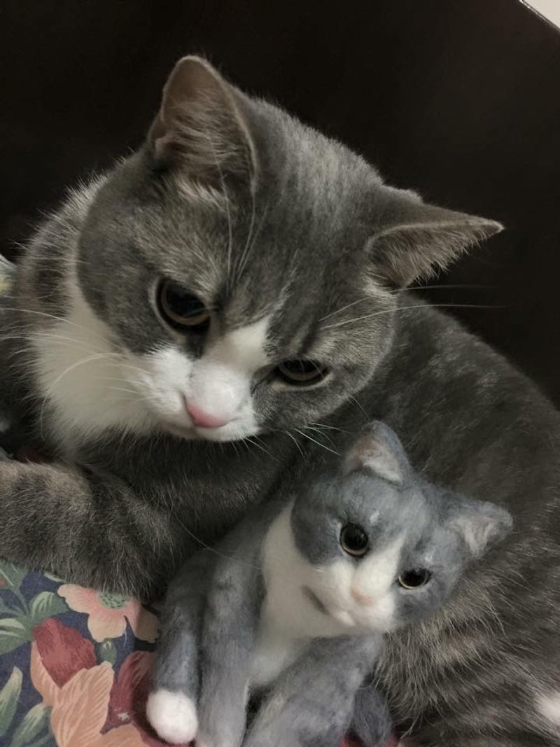 ☆ 羊毛毡 拟真猫猫 ☆ (定制化) - 其他 - 羊毛 多色