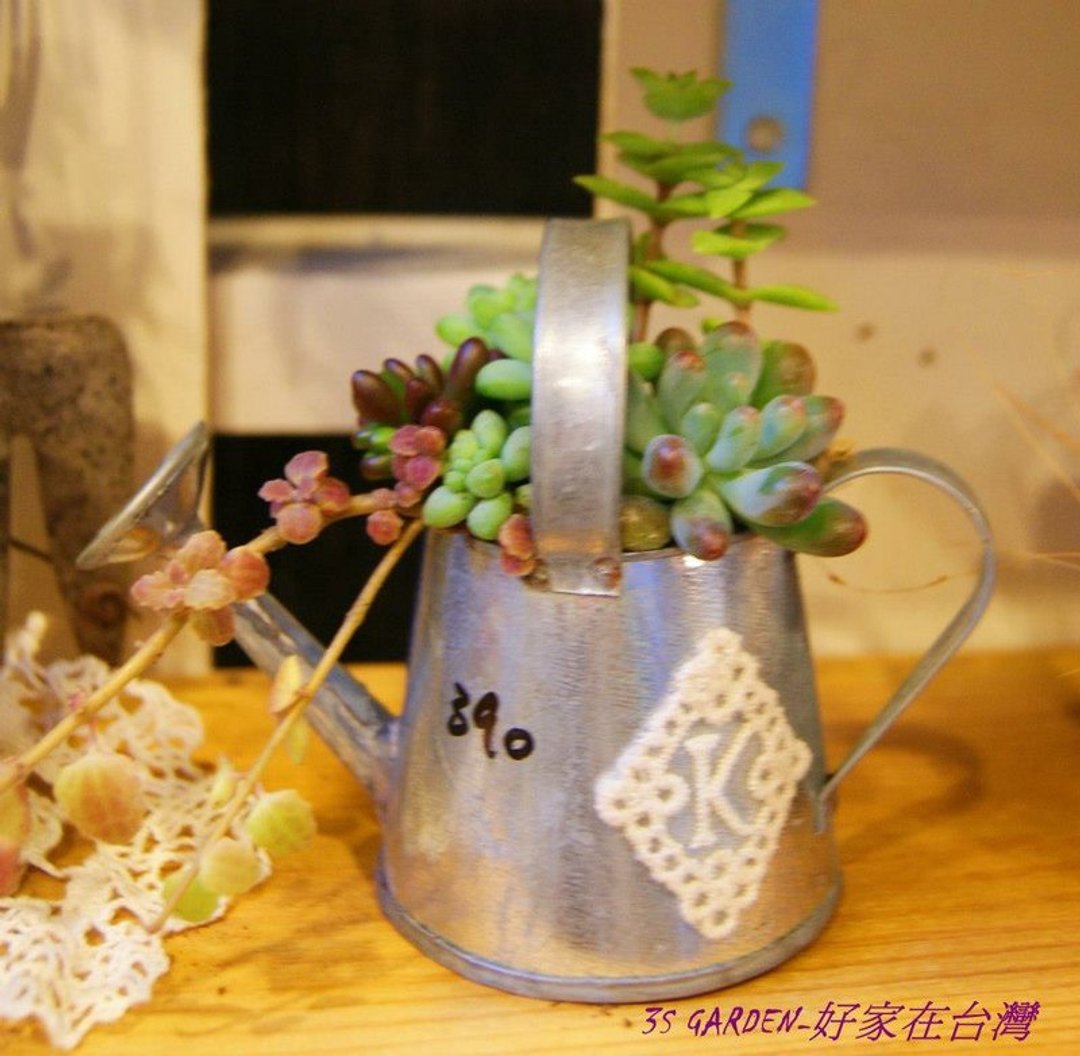 DIY迷你浇水湖多肉宝宝 - 植栽/盆栽 - 植物．花 