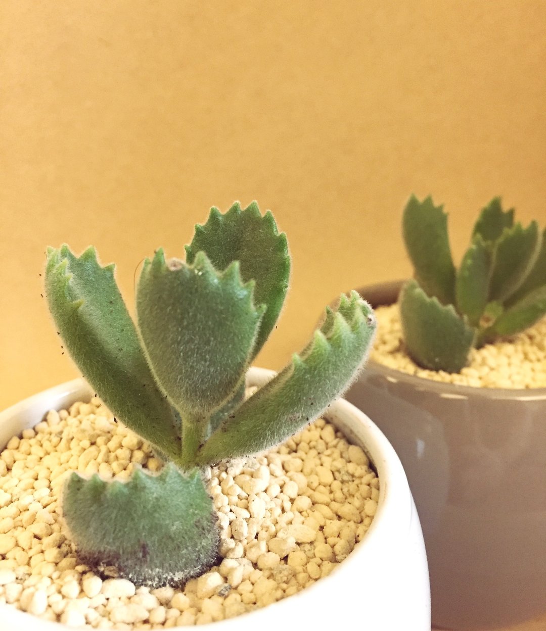 (盆栽) 熊童子 Bear's Paw 多肉植物 疗愈小物 小盆栽 办公室小物 - 植栽/盆栽 - 植物．花 咖啡色