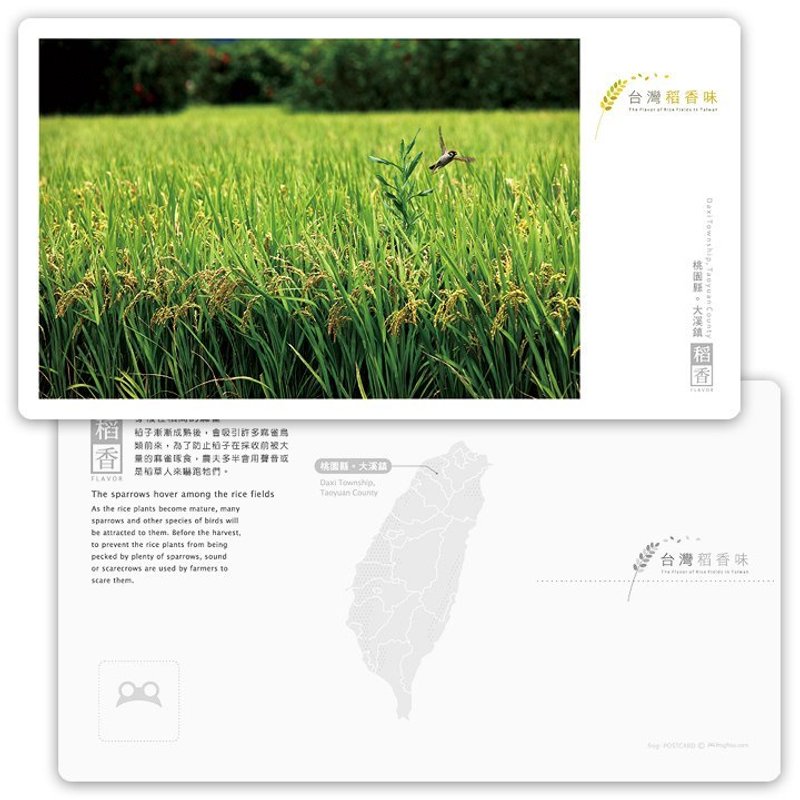 台湾稻香味明信片[稻香系列] - 穿梭在稻间的麻雀 - 卡片/明信片 - 纸 