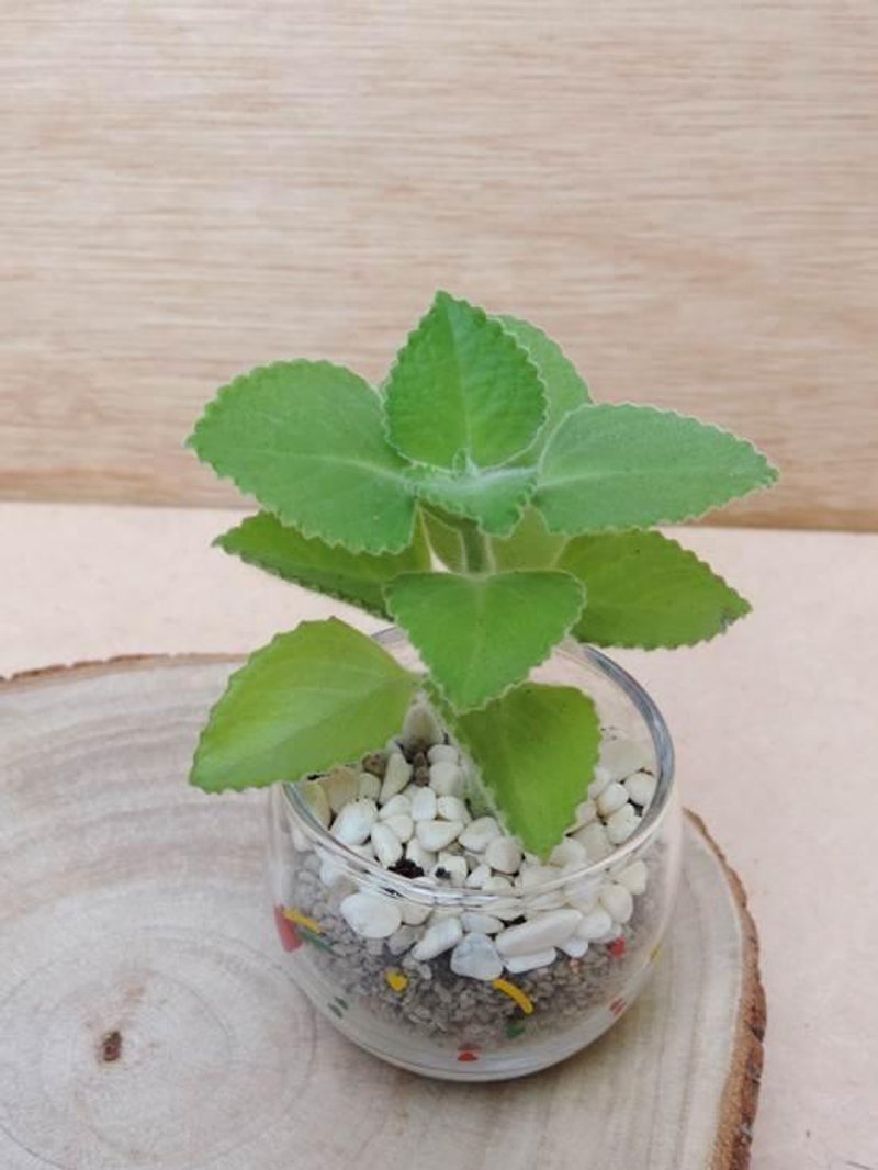 香草 · 左手香 - 植栽/盆栽 - 植物．花 