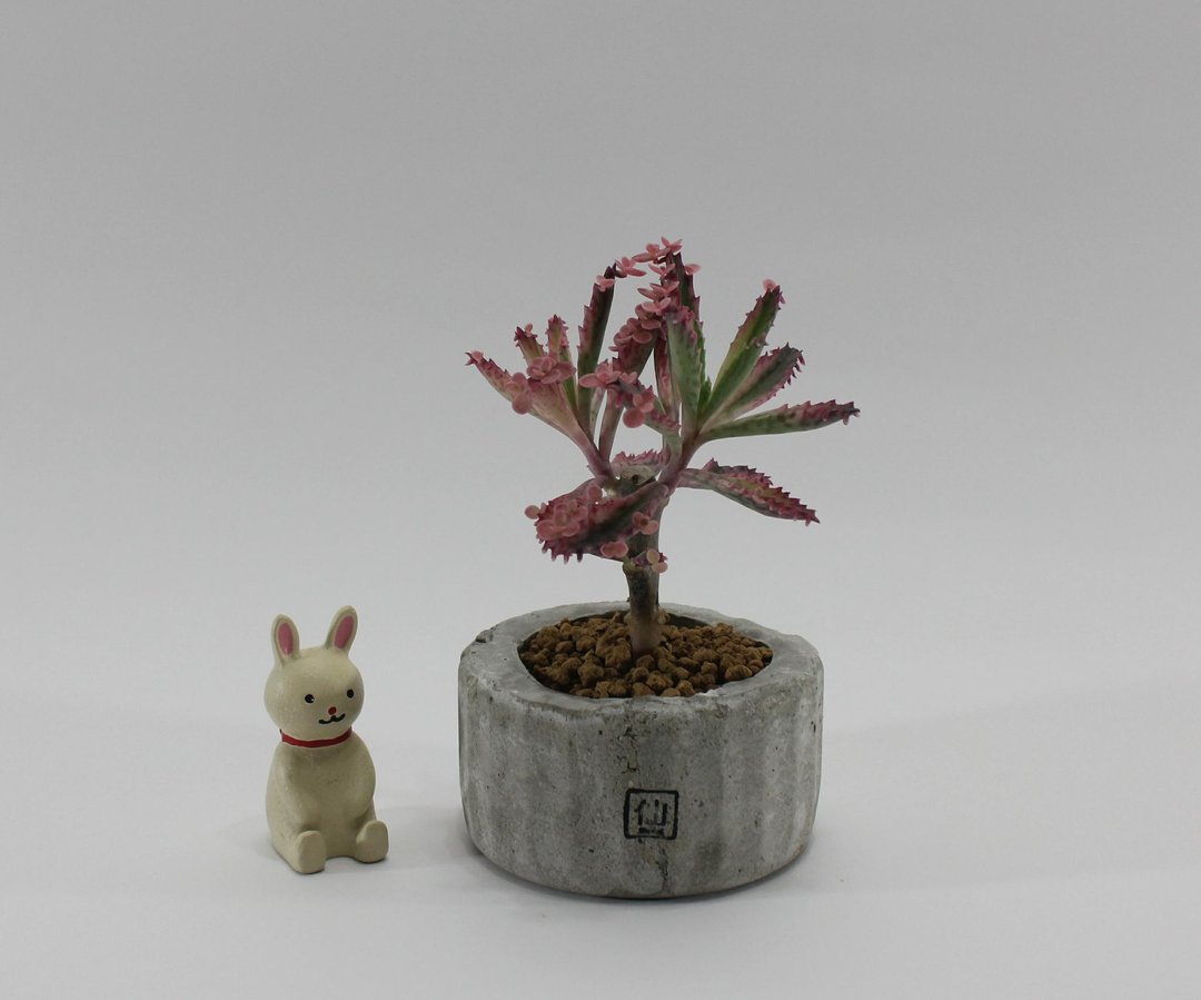 多肉植物小盆栽-微醺，粉霞之美 - 植栽/盆栽 - 植物．花 灰色